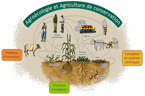 Conférence « Agriculture en conservation des sols » – 17 décembre 2024